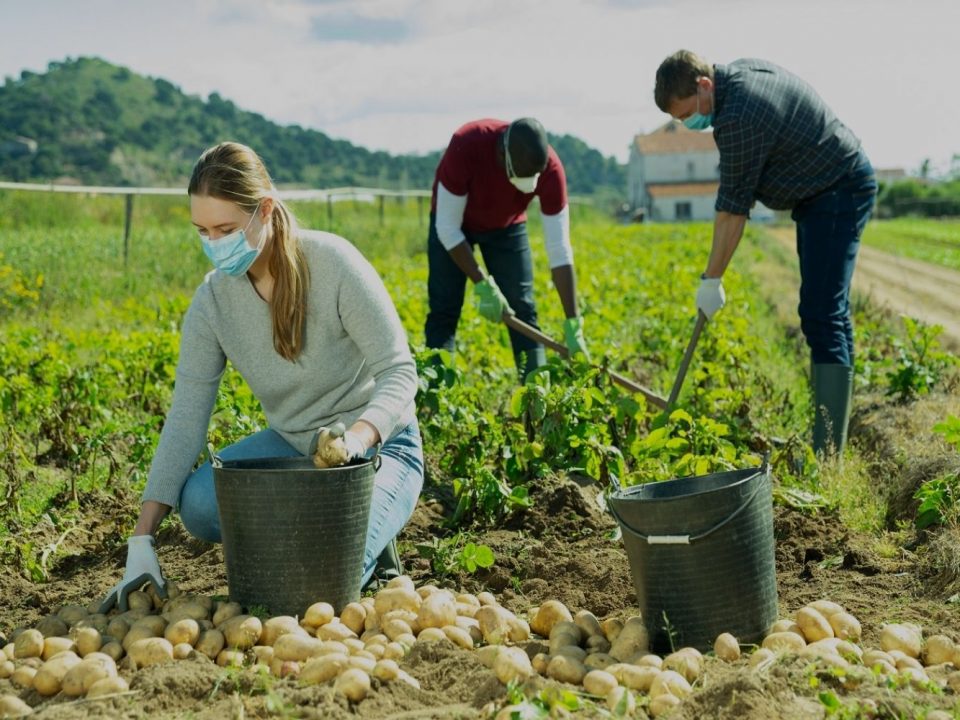 labour farm workers